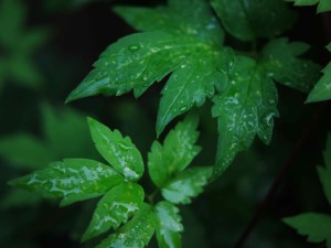 Wendys garden green leaves w rain small